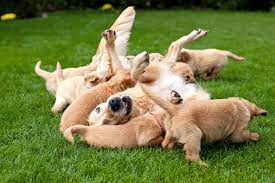 Average Litter Sizes How Many Dogs Are Born In A Litter