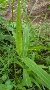 Image result for Urochloa deflexa