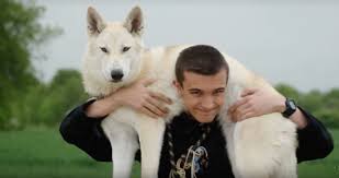 Voir plus d'idées sur le thème chien, chien loup, animaux. Chiens Loup La Justice En Condamne 5 Sans Raison Holidogtimes