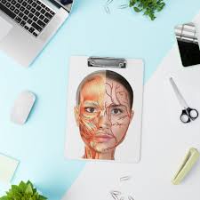 Facial Anatomy Picture