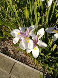 Image result for Dietes
