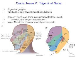 All twelve cranial nerves are represented, though some may be a little harder to spot than others. Cranial Nerves Ppt Video Online Download