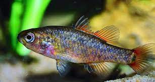 Native Fish Tell Story Of Australia S Less Arid Past Indaily