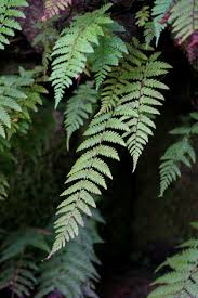 Image result for Arthropteris anniana