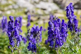 Himalayan Monkshood Bachnaag Vatsanabha Aconitum Ferox Trust The Herb