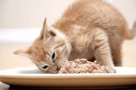 How long a person can survive without food depends on many factors, including their age, body size, activity level, and overall health. How Long Can Cats Go Without Food Is My Kitty Ok Pawsome Kitty