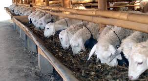 Kita juga harus memperhitungkan kemiringan kanopi yang digunakan dan lebihkan beberapa cm agar air hujan yang turun dari kanopi tidak terpancar ke halaman rumah. Lulusan Teknik Sukses Beternak Domba Okezone Economy