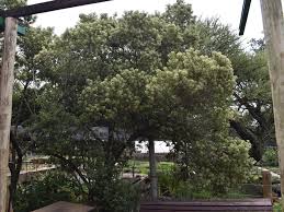 Image result for Nuxia congesta