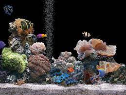 Fond d'ecran iphone fond d'ecran telephone fond d'écran hd fond d'écran 4k. Fond D Ecran Gratuit Aquarium Qui Bouge Fond Ecran Gratuit Fond Ecran Fond Ecran Nature