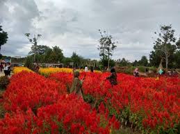 Kebun bunga, palembang, sumatera selatan 30116, indonesia. Bosan Pergi Ke Mal Warga Manjakan Mata Di Taman Bunga Pekanbaru