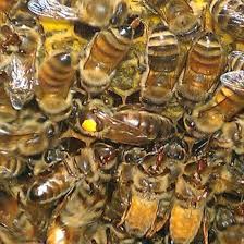 Image result for Queen bee