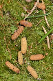 Image result for squirrel poop
