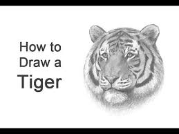 Draw a mirror image on the opposite side. How To Draw A Tiger Head Detail Youtube