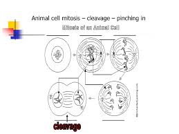 We did not find results for: Asexual Reproduction Production Of Offspring From One Parent Ppt Download