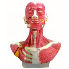 There are two carotid arteries, one on the right and one on the left. Head Face Neck Anatomy And External Carotid Artery Distribution Model Buy Head Face Neck Anatomy Neck Anatomy External Carotid Artery Product On Alibaba Com