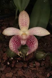 Image result for Bulbophyllum josephi