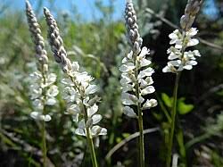 Image result for Polygala ohlendorfiana