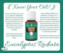 Eucalyptus globulus is a large evergreen tree with a narrow crown that becomes rounded for trees growing in the open; Eucalyptus Essential Oil 100ml Shop Eucalyptus Essential Oil 100ml With Great Discounts And Prices Online Lazada Philippines