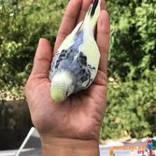 Yavru Muhabbet Kusu Muhabbet Kuslari Papaganlar Kus