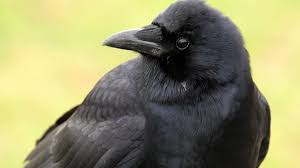 Unfortunately, the video ends on a massive cliffhanger after the squirrel dashes behind a building with the crow following suit. How To Make Friends With Crows Pethelpful