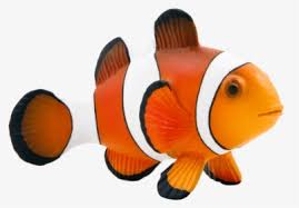 I like this design because the lines are crisp and clear. Maroon Clownfish Animal Mojo Fun 387090 Clown Fish Clown Fish Png Transparent Png Transparent Png Image Pngitem