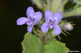 Image result for Mesosphaerum