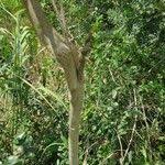 Image result for Securidaca longepedunculata