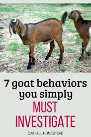 Is Your Goat S Behavior Normal From Quirky To Unusual Here S What You Need To Know And Whether Or Not It S A Sign Of