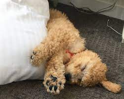 Maybe you would like to learn more about one of these? Austin Golden Doodles