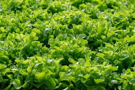 Fresh Frillice Iceberg Lettuce Leaves Salads Vegetable Hydroponics Farm 2686838 Stock Photo At Vecteezy