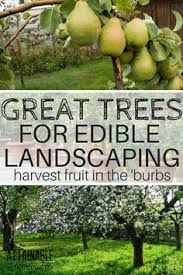 When to choose organic fruit. 120 Organic Fruit Trees Ideas Fruit Trees Fruit Garden Growing Fruit