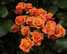 20 Orange Flowers Ideas Orange Flowers Flowers Orange