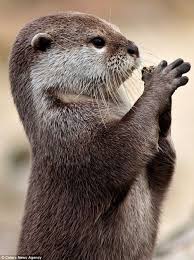 If Your Happy And Cute Animals Animals Otters