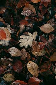 Pin By Taracoxxx On Hero Fall Wallpaper Autumn Photography Autumn Aesthetic All of these flower background images and vectors have high resolution and can be used as banners, posters or wallpapers.