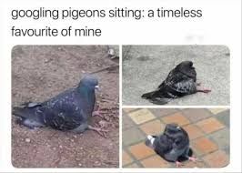 How does a pigeon sit down? Sit