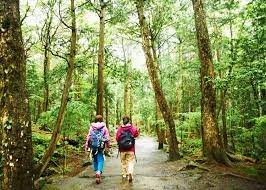 Mysterious Mount Fuji Exploring Aokigahara And Its Caves Live Japan Travel Guide