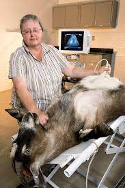 Crooked Calf Syndrome Research Stock Image C006 9390 Science Photo Library