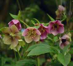 In colder zones, they bloom in late winter and early spring as soon as the snow melts. Pruning Hellebores Tips For Lenten Rose Maintenance