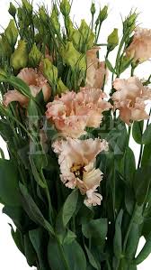 Lisianthus En Falda Salmon