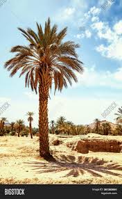 It is actually quite rare in their habitat. Date Palm Tree Growing Image Photo Free Trial Bigstock