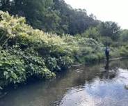 Muskegon County's Invasive Species