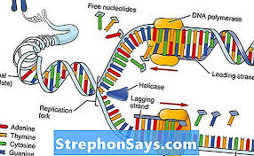 Perbedaan Antara Sintesis Protein Dan Replikasi Dna Perbedaan Antara 2021