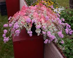 Beautiful Sedum Sedum Sieboldii Plants Planting Succulents Planting Flowers