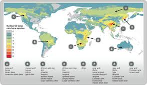 Asiatic Black Bear Range Map Ranges And Numbers Of Large Carnivore Species Species Carnivores North America