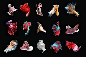 Breeding Betta Fish From Selecting A Pair To Raising The