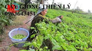 Mạnh đình & đan nguyên | nhạc sĩ: Cay Giá»'ng Thien Ly Thien Ly Sieu Hoa Chuáº©n Giá»'ng F1 Sá»' LÆ°á»£ng Lá»›n Há»— Trá»£ Ká»¹ Thuáº­t Giao Cay Toan Q