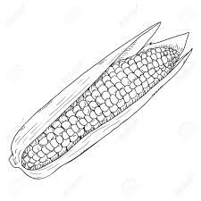 We did not find results for: Vector Sketch Corn Cob With Leaves Royalty Free Cliparts Vectors And Stock Illustration Image 123917710