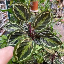 Image result for calathea