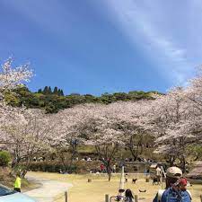 いいね 6件 コメント1件 a akapepo6 のinstagramアカウント きれい 鹿児島 鹿児島桜 お花見 お花見 きれい 鹿児島