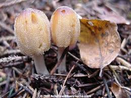 Image result for Coprinus micaceus